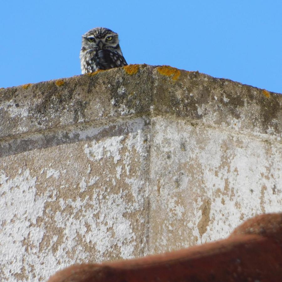 The Little Owls Nest Castro Verde Exterior photo